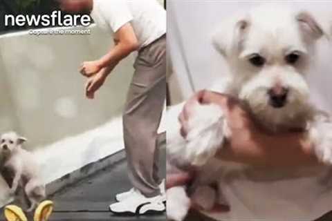 Driver Rescues Stranded Dog From Overpass || Newsflare