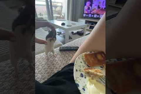 Funny Pet Rat Steals My Food