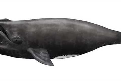 North Atlantic Right Whale Spotted Off Irish Coast for First Time in More Than a Century