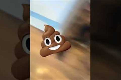 Cat's Unexpected Poop Shocks Her