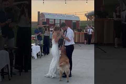 Clingy Golden Retriever Interrupts Wedding Dance