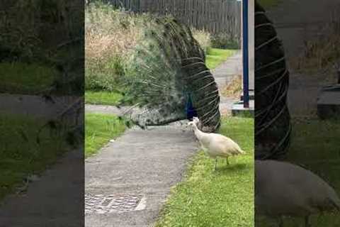 Funny Peahen Gets Unwanted Peacock Attention