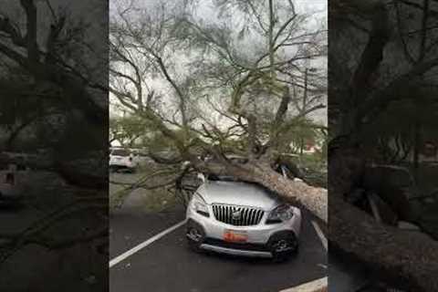 Storm Dropped A Tree On Her Car