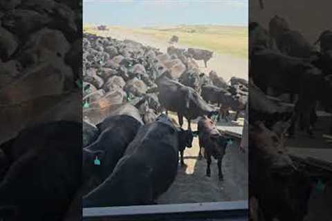 RV Surrounded By Army Of Cows