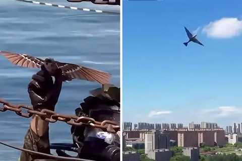 New Chinese Drone Confirms Gen-Z Viral Theory That Birds Aren’t Real