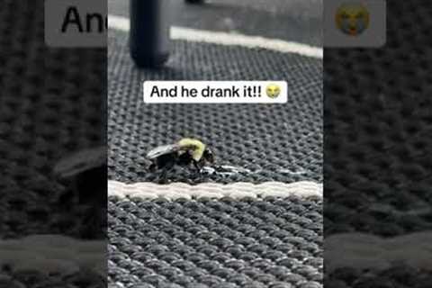 Saving A Bumblebee That Needed Help