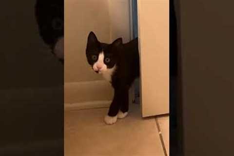 Funny Cat Realizes Owner Is Still Mad