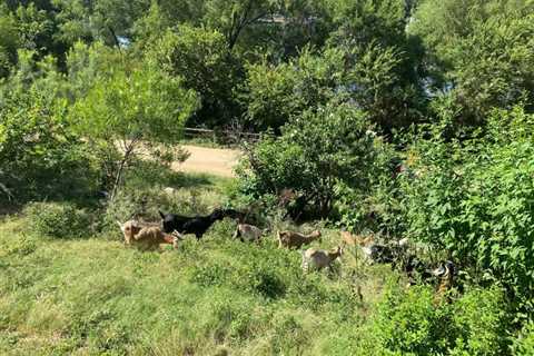 The goat landscapers are baaaack!