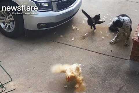 Heroic Cat Saves Chicken From Dog Attack || Newsflare