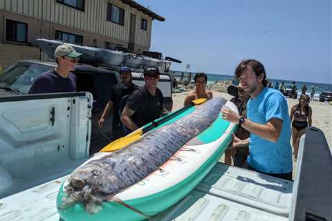 A rare 12-foot-long oarfish, or ‘doomsday fish,’ is found in San Diego