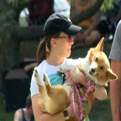 Bringing Your Furry Friend to Beer Festivals in Erie County, NY