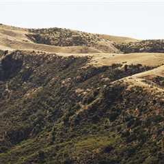 Southern California’s ecosystems evolved to survive fire. But not like this