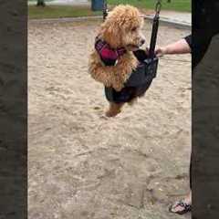 Clumsy Pup Tumbles Out of Swing