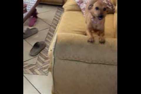 Excited Dog Shows Off Her Smile