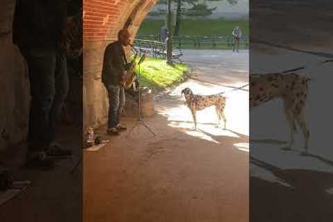 Dog Sings Along With Street Musician