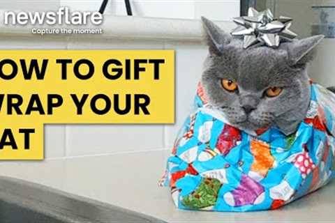 How To Gift Wrap Your Cat || Newsflare