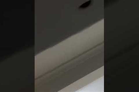 Couple Disagree On Moth Infested Room