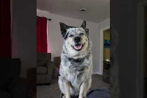 Man Shares Blueberry Muffins With Dog