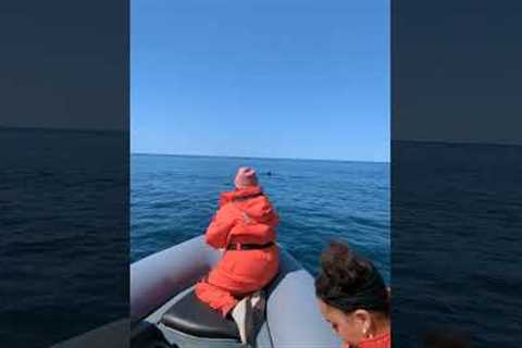 Humpback Whale Smiles for the Camera