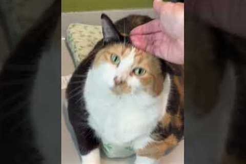 Meeting Minnie The 27 Pound Cat