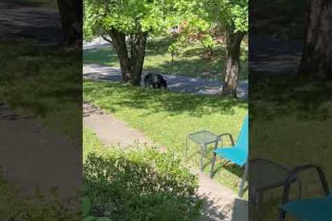 Black Bear Charges at Woman In Her Yard