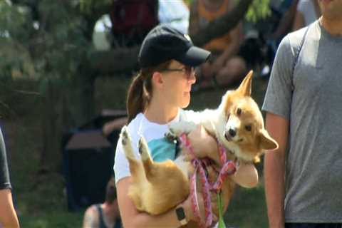 Bringing Your Furry Friend to Beer Festivals in Erie County, NY