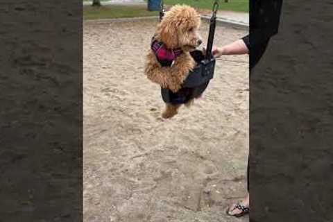 Clumsy Pup Tumbles Out of Swing