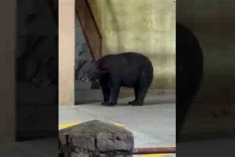 Close Call With Bear In Parking Lot