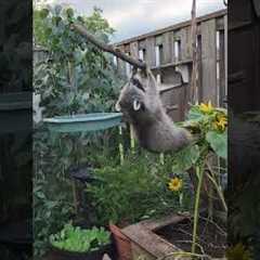 Mischievous Raccoon Steals Bird Food