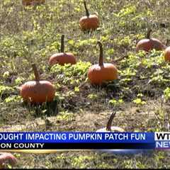 Pumpkin patch season arrives as harder season limits growth