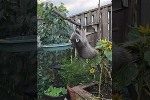 Mischievous Raccoon Steals Bird Food