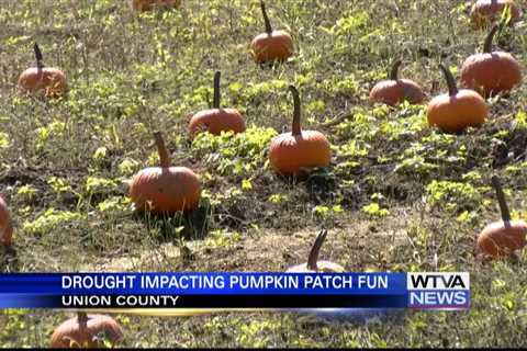 Pumpkin patch season arrives as harder season limits growth