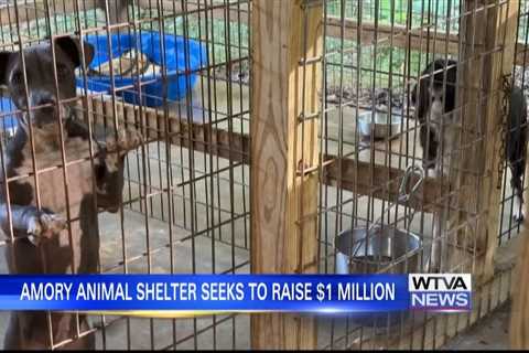 Amory Humane Society desperately trying to reach monetary goal by end of year