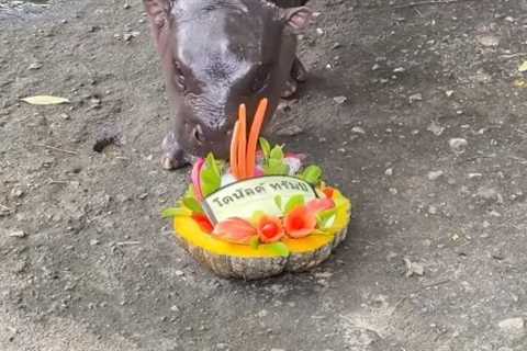 Psychic Pygmy Hippo Predicts US Election Winner