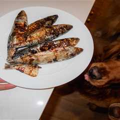 Omega-3s for Dogs: Top Picks by Organic Bunny