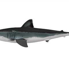 Megalodons Reaching 80 Feet Were Different from Great Whites