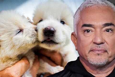 Master Chihuahuas First, Says Cesar Millan on Dog Ownership