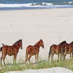 The Benefits of Winning a Horse Show in Currituck County, North Carolina