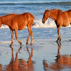 The Ultimate Guide to Bringing Your Horse to Compete in Currituck County, North Carolina