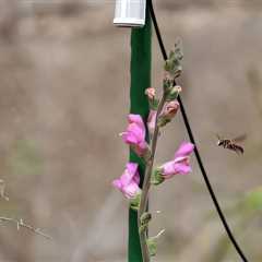 Plants Produce More Nectar in Response to the Sound of Buzzing Bees: Study
