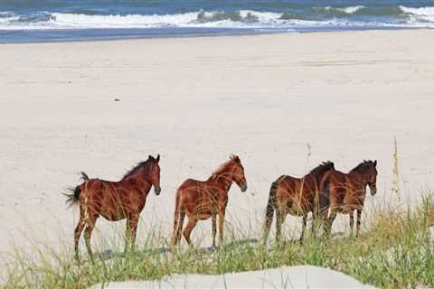 The Benefits of Winning a Horse Show in Currituck County, North Carolina