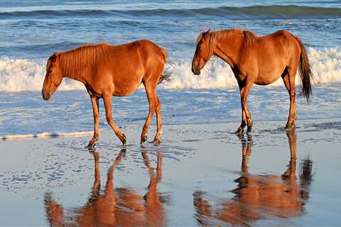 The Ultimate Guide to Bringing Your Horse to Compete in Currituck County, North Carolina