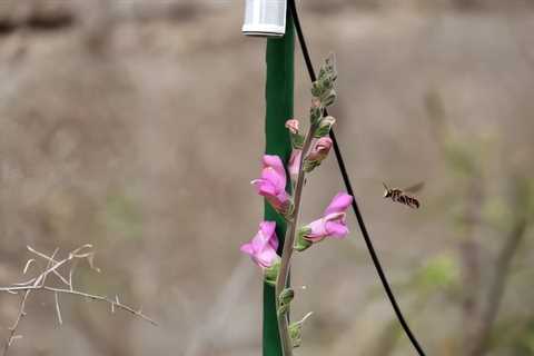 Plants Produce More Nectar in Response to the Sound of Buzzing Bees: Study