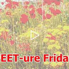 FEET-ure Friday | Dr Nail Nipper with Two Videos #foothealth #drnailnipper #podiatrycare