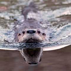 Otter Poo Reveals Surprising Role in Parasite Control
