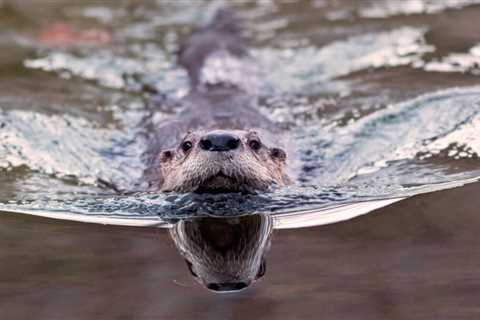 Otter Poo Reveals Surprising Role in Parasite Control