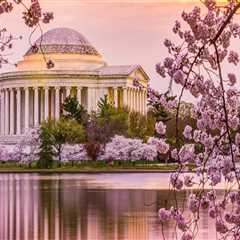 The Evolution of the Cherry Blossom Festival in Washington DC