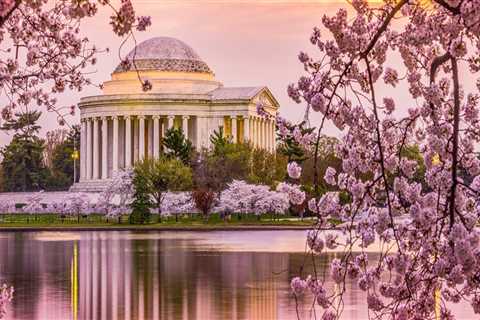 The Evolution of the Cherry Blossom Festival in Washington DC