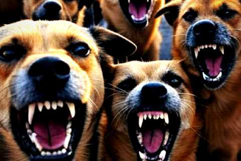 CANINE THREAT: Pack of Feral Stray Dogs Terrorizes Texas Town (VIDEO)