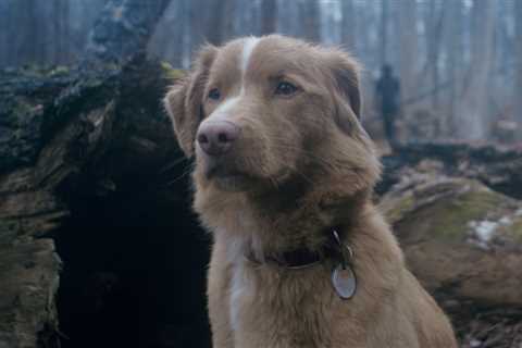 “Does the Dog Die? Frightening ‘Good Boy’ Trailer Revealed”